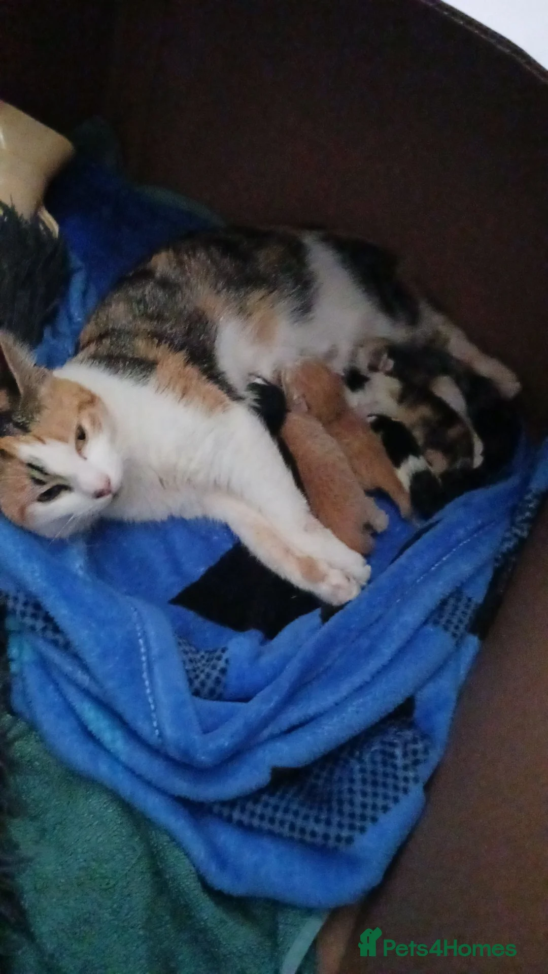 Mixed Breed cats for sale: Gorgeous kittens  - Advert 5
