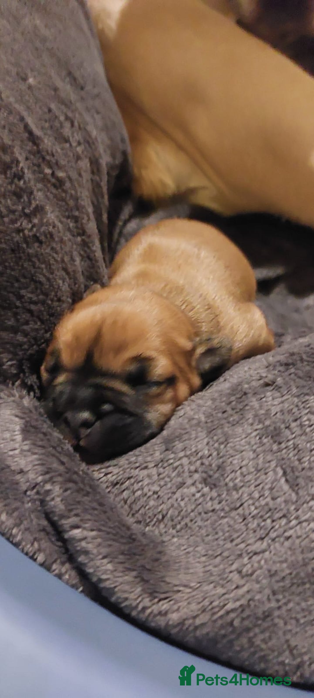 Mixed Breed dogs for sale: French bulldogs/cocker spaniel pups  - Advert 5