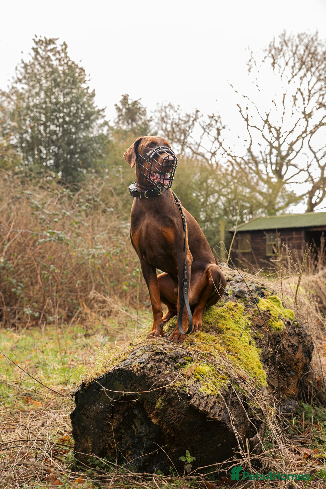Dobermann dogs for sale: Male Doberman  - Advert 6