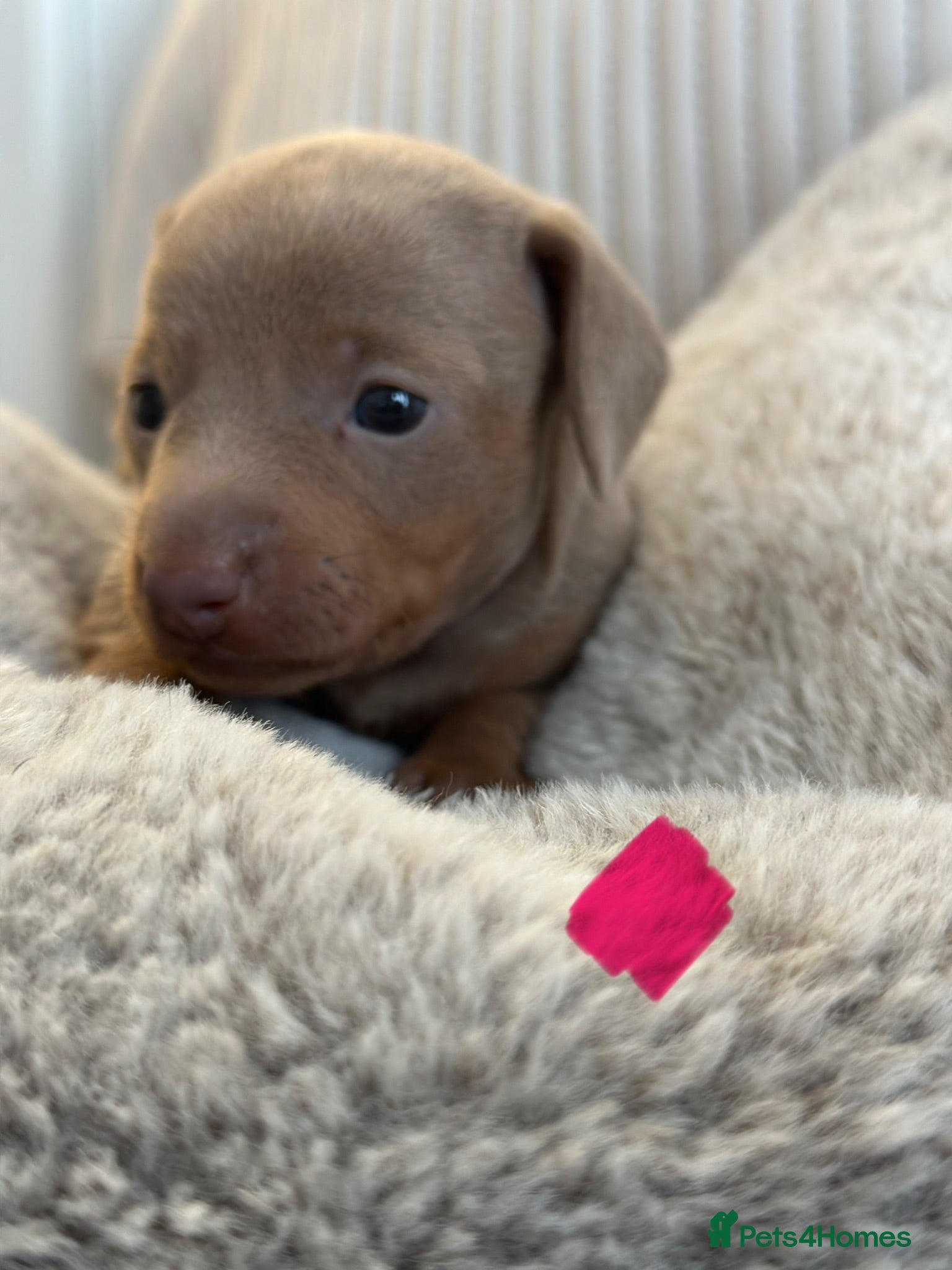 Miniature Dachshund dogs 🤍exceptional KC PRA clear🤍 - Advert 2
