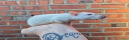 Rat rodents for sale: Male and female rats  - Advert 7