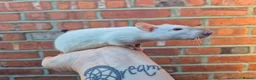Rat rodents for sale: Male and female rats  - Advert 7