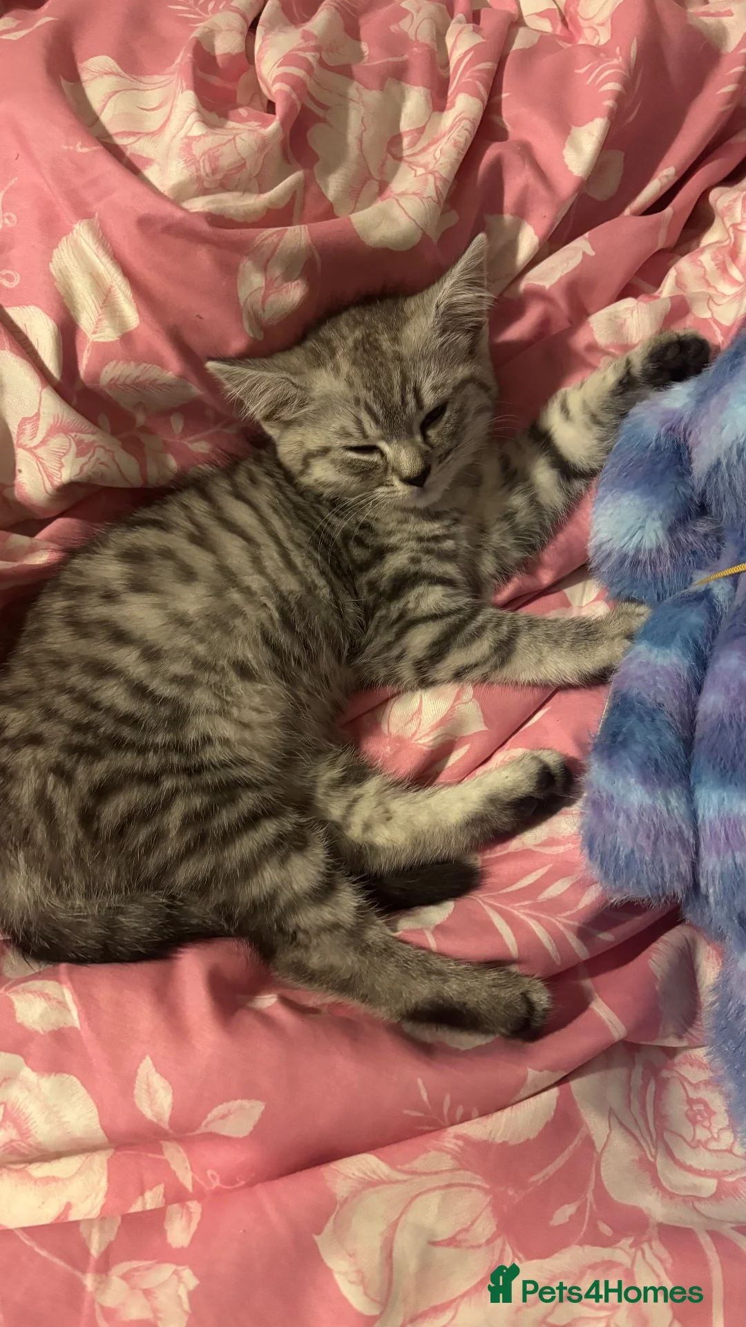 British Shorthair cats for sale: Silver tipped BSH - Advert 2