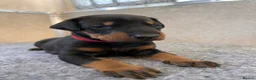 Dobermann dogs for sale: Outstanding Quality Dobermann puppies, KC REG - Advert 16