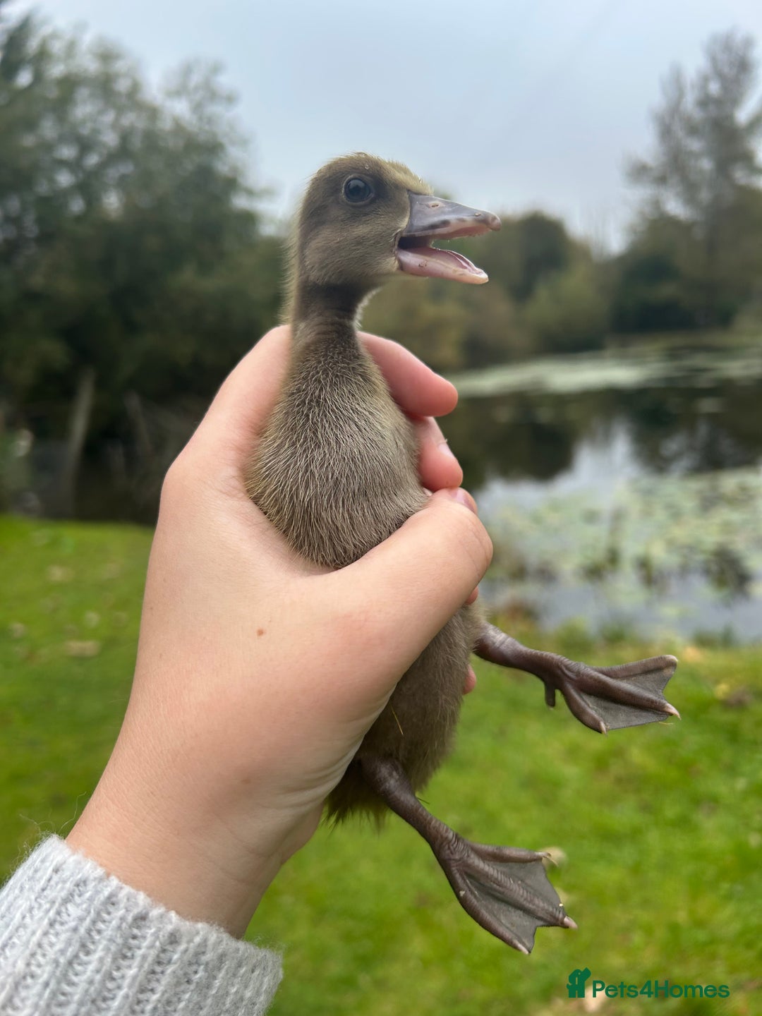 Ducks poultry for sale: Unsexed - Indian Runner Ducklings in Carnforth - Image 6