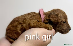 Miniature Poodle dogs for sale: MINIATURE POODLE PUPPIES.   - Advert 28