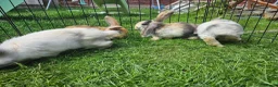 Mixed Breed rabbits for sale: Ready now. Mixed breed lops for sale. - Advert 12
