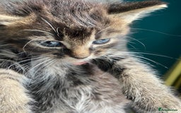 Bengal cats for sale: Five super friendly and fun kittens  - Image 7