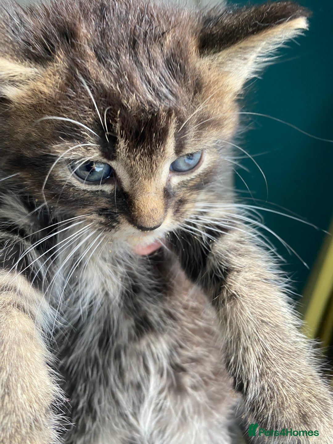 Bengal cats for sale: Five super friendly and fun kittens  - Image 7