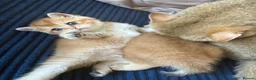 British Shorthair cats for sale: 🐾 Beautiful British Shorthair Golden Kittens 🐾 - Advert 24