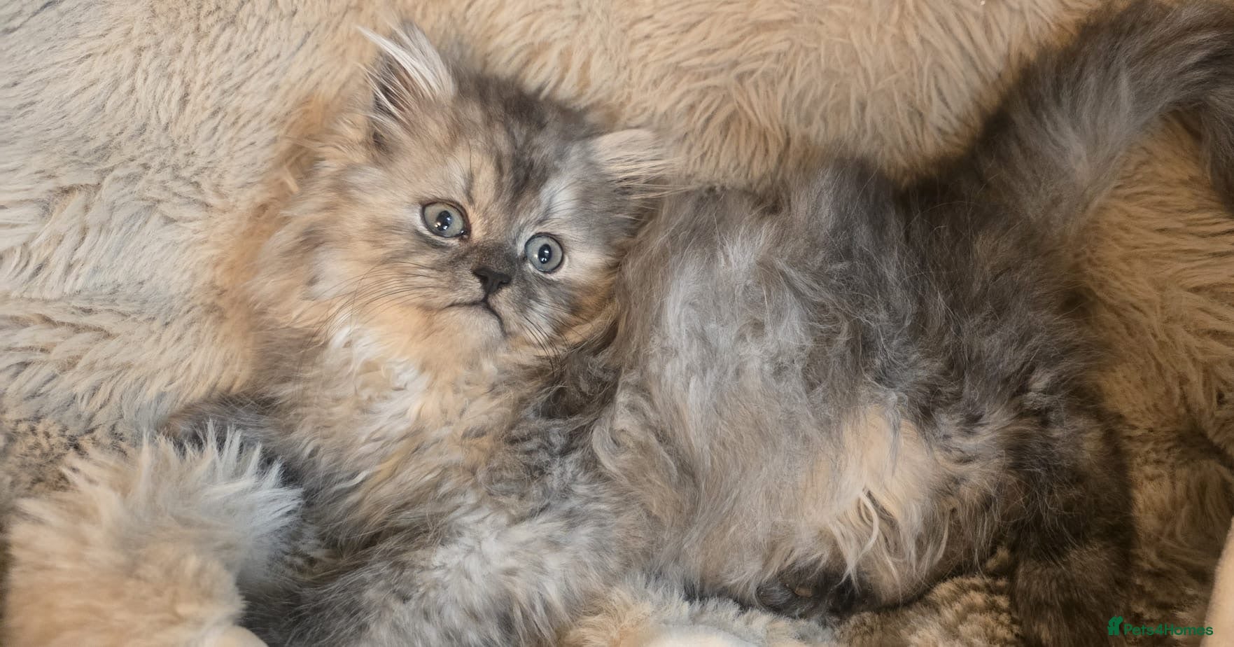 Persian cats Adorable pure Persian babies ready now  - Advert 8