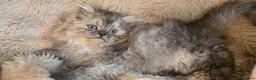 Persian cats for sale: Adorable pure Persian babies ready now  - Advert 5
