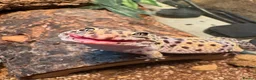 Leopard Gecko reptiles for sale: Rehoming Leopard Gecko - Advert 2