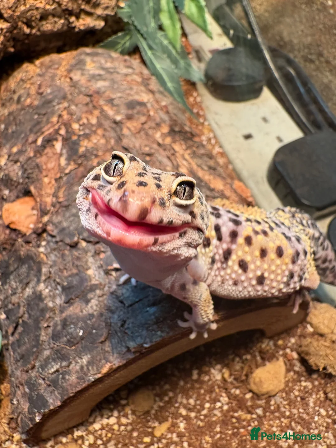 Leopard Gecko reptiles for sale: Rehoming Leopard Gecko - Advert 2