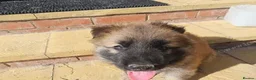 German Shepherd dogs for sale: Male KC Registered German Shepherd Puppy  - Advert 2