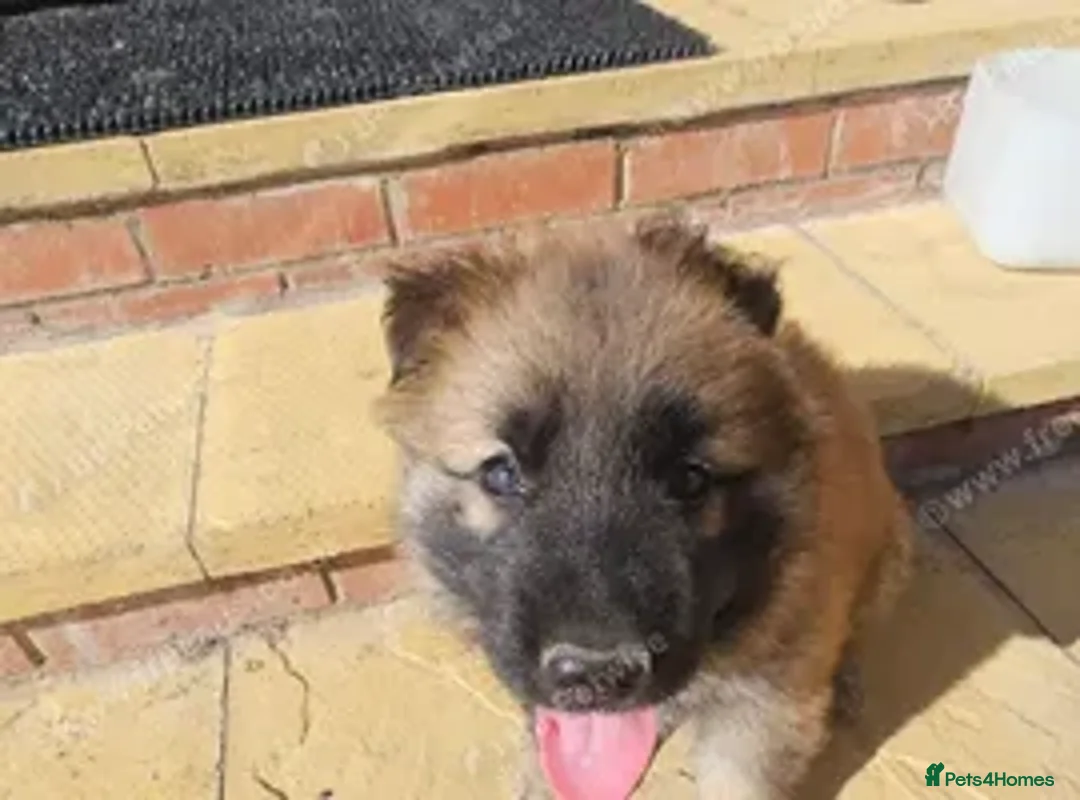 German Shepherd dogs for sale: Male KC Registered German Shepherd Puppy  - Advert 2