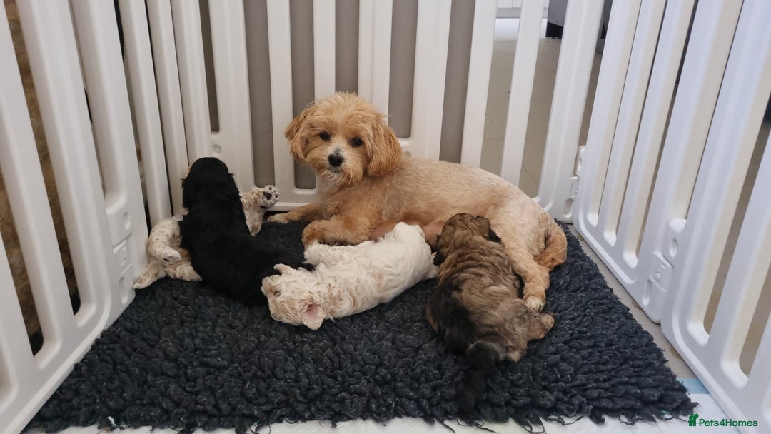Maltipoo dogs for sale: Rare F2 Toy Maltipoos, DNA Clear + Basic Training - Image 37