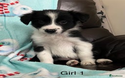 Border Collie dogs for sale: PEDIGREE ISDS & KC BORDER COLLIE PUPS - Image 7