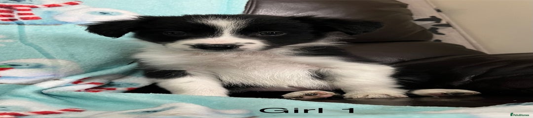 Border Collie Puppy 5