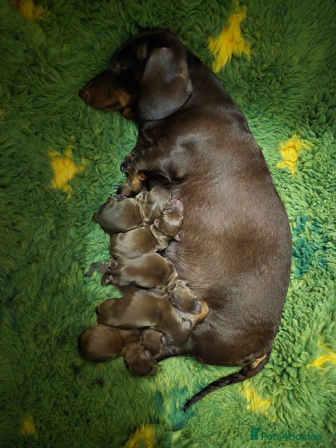 Miniature Dachshund dogs for stud: ⭐️ TRIGGER⭐️ smooth hair Isabella & Tan STUD in Mexborough - Advert 23