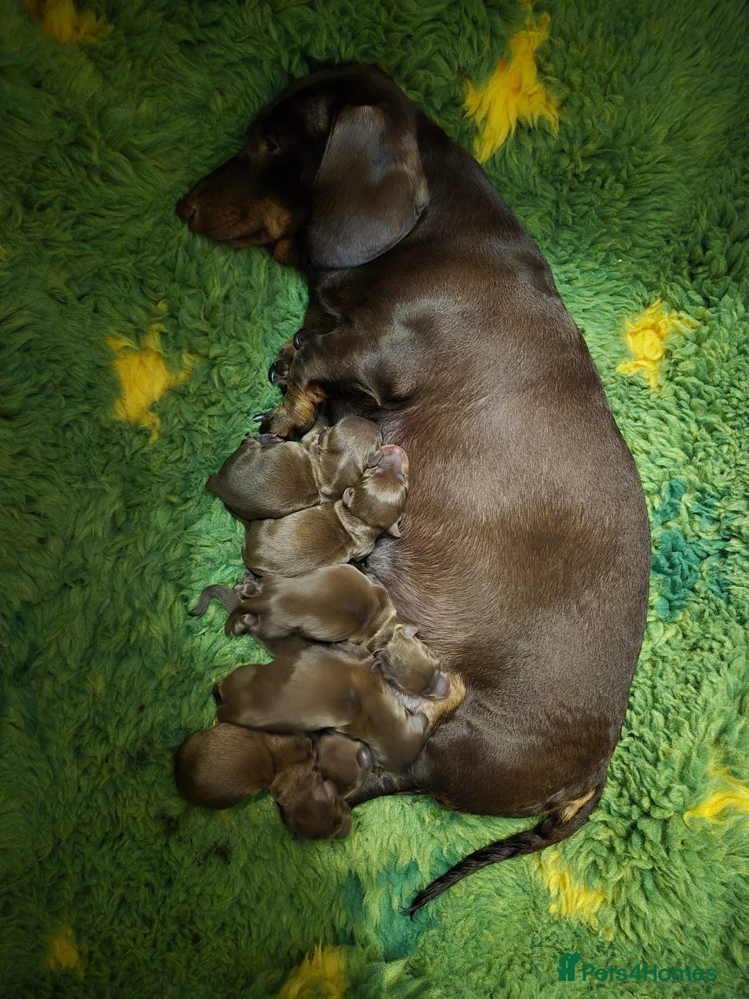 Miniature Dachshund dogs for stud: ⭐️ TRIGGER⭐️ smooth hair Isabella & Tan STUD in Mexborough - Advert 23