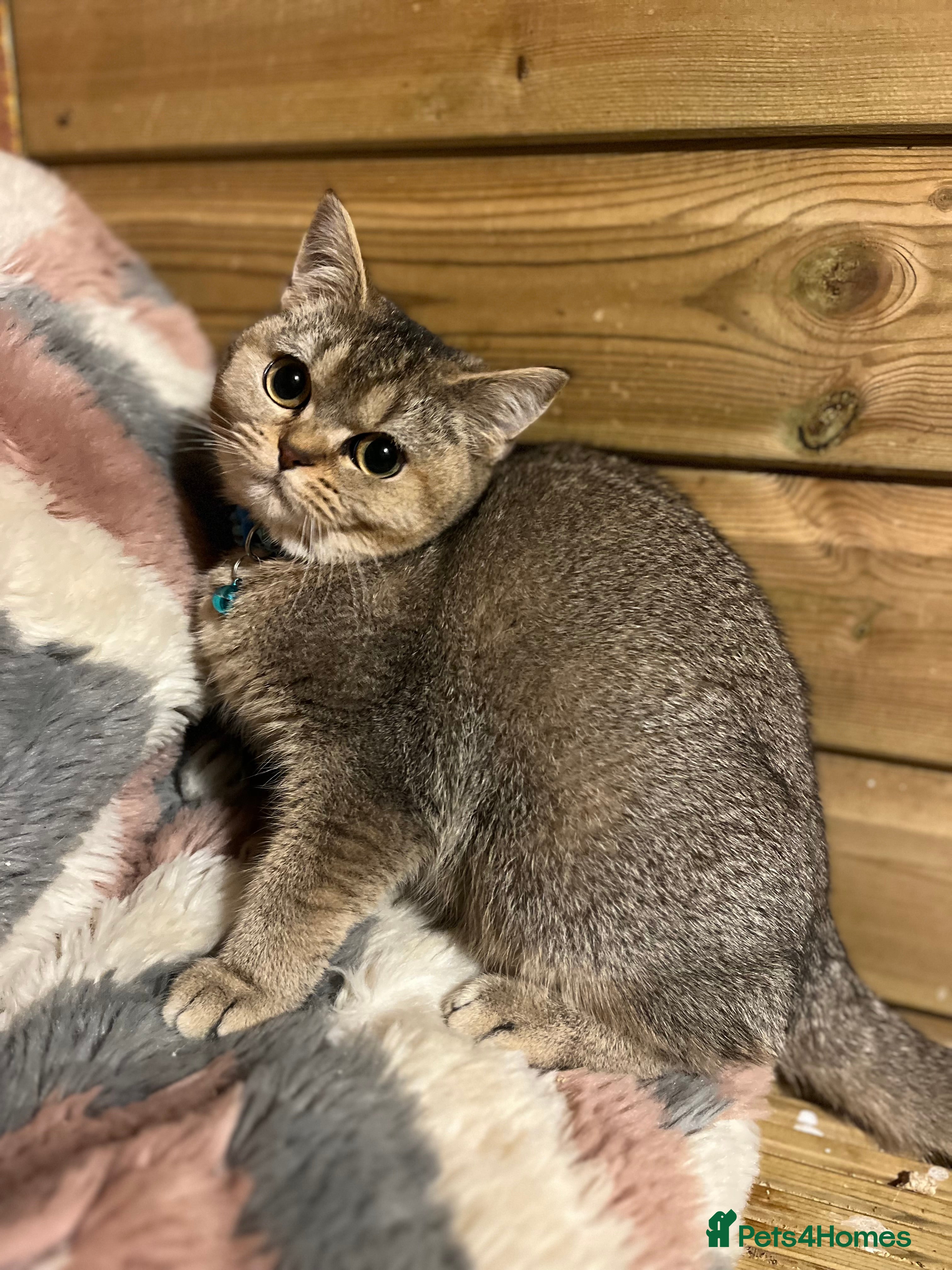 British Shorthair cats Gorgeous female British shorthair kitten  - Advert 9