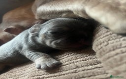 French Bulldog dogs for sale: french bulldog puppies in Manchester - Image 21