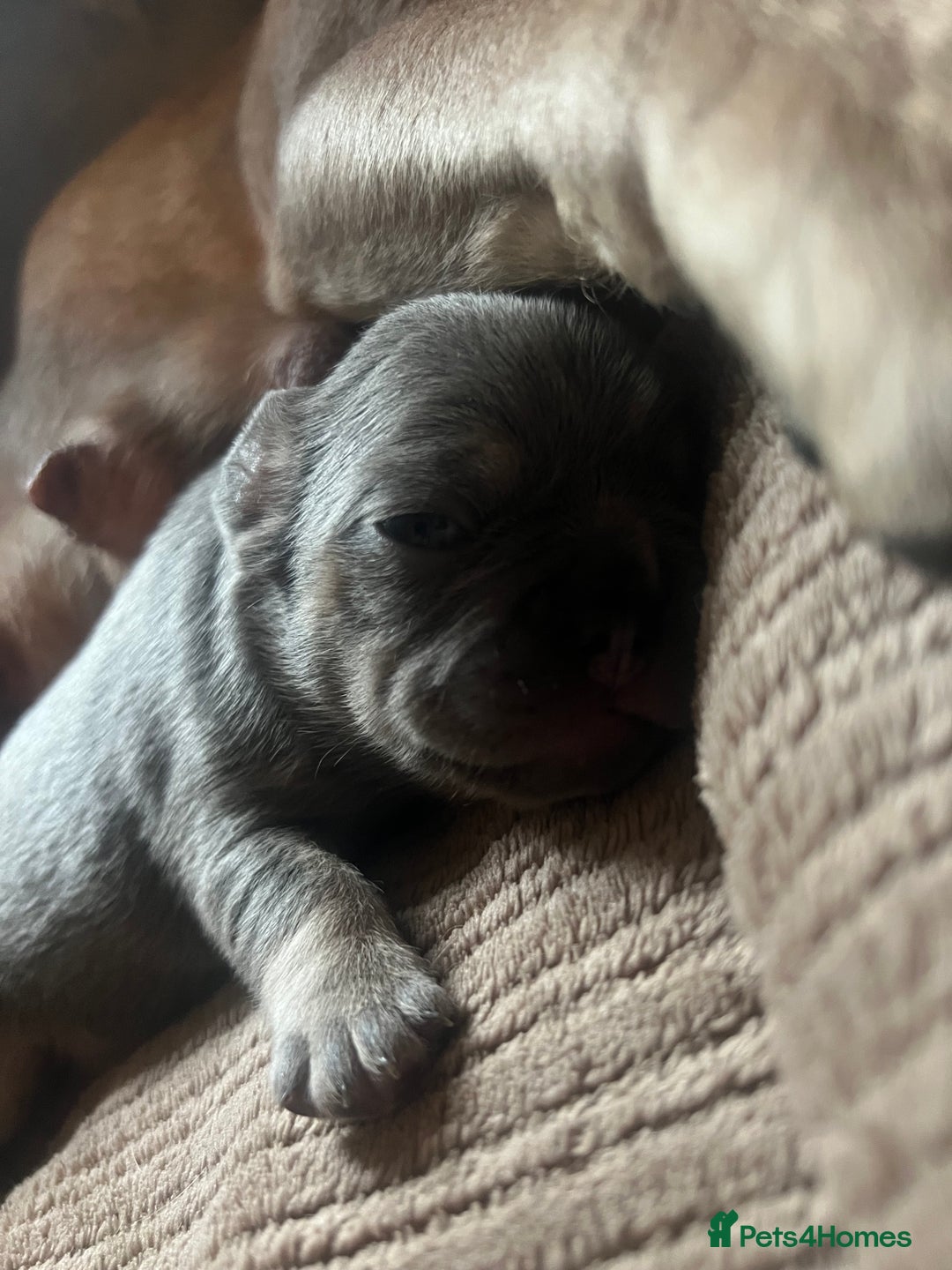 French Bulldog dogs for sale: french bulldog puppies in Manchester - Image 21