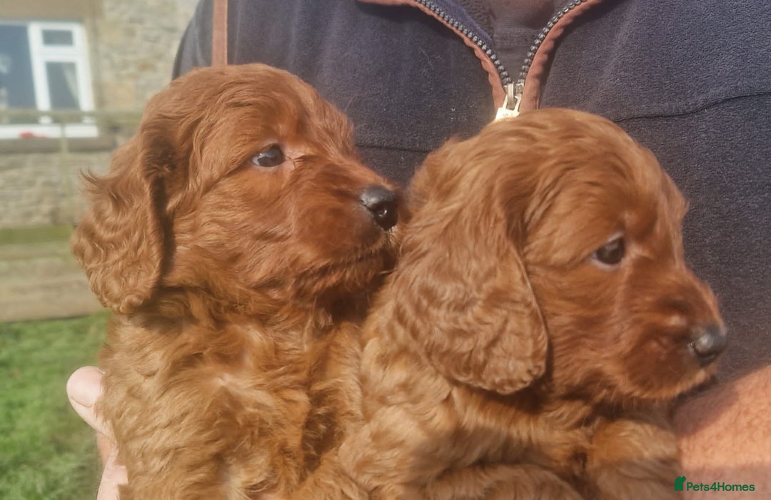Labradoodle dogs for sale: Miniature dark fox red labradoodles - Image 7