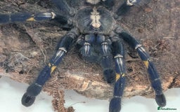 Spiders invertebrates for sale: Gotty tarantula  - Image 3