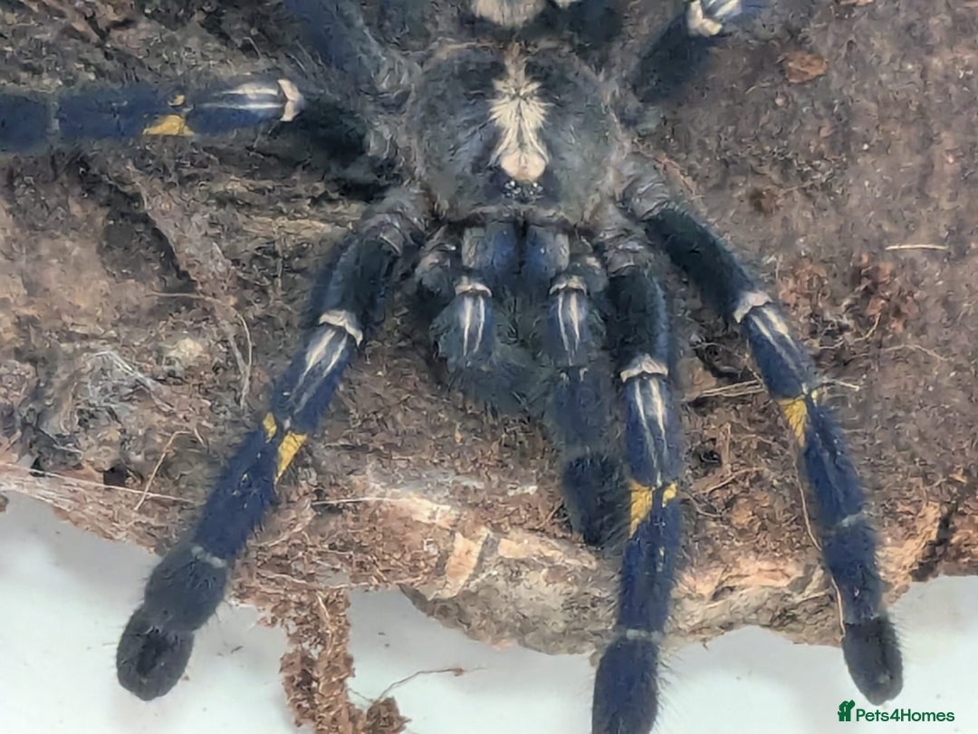 Spiders invertebrates for sale: Gotty tarantula  - Image 3