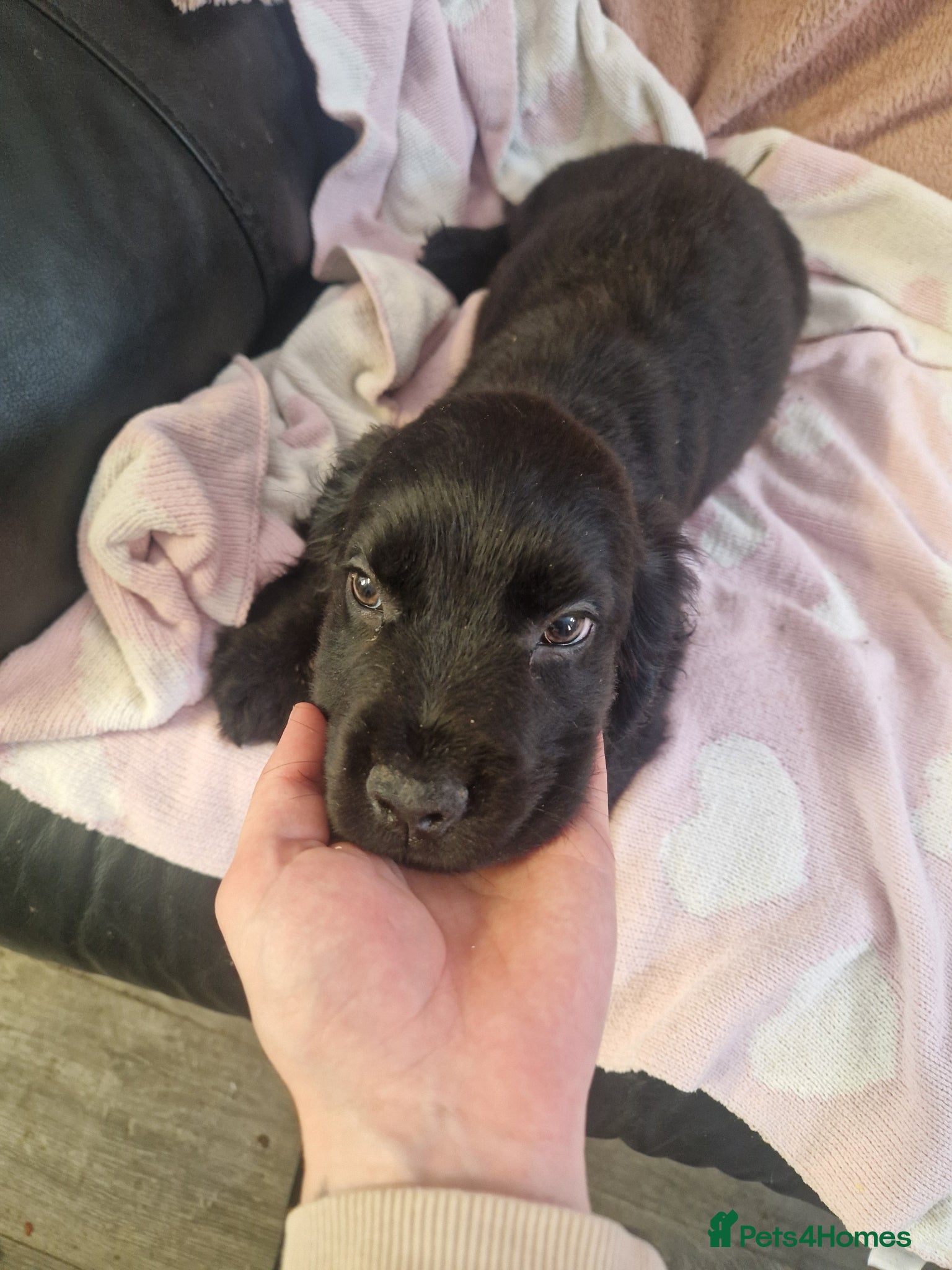 Cockerdor dogs for sale: Here is spencer hes the last boy  in Leek - Advert 9