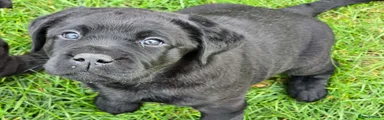 Labrador Retriever Puppy 3