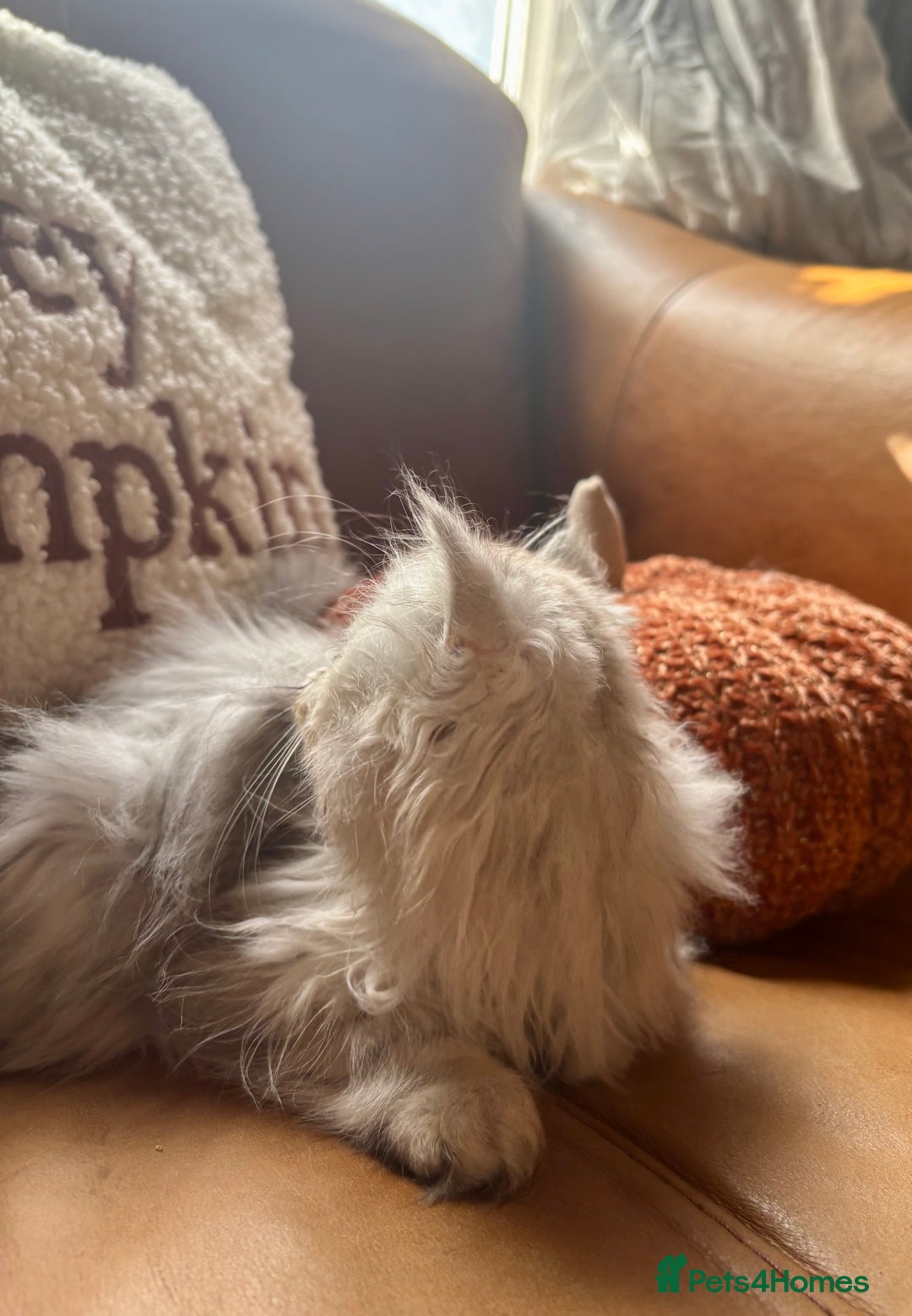 Persian cats for sale: Beautiful Pedigree Persians  - Image 13