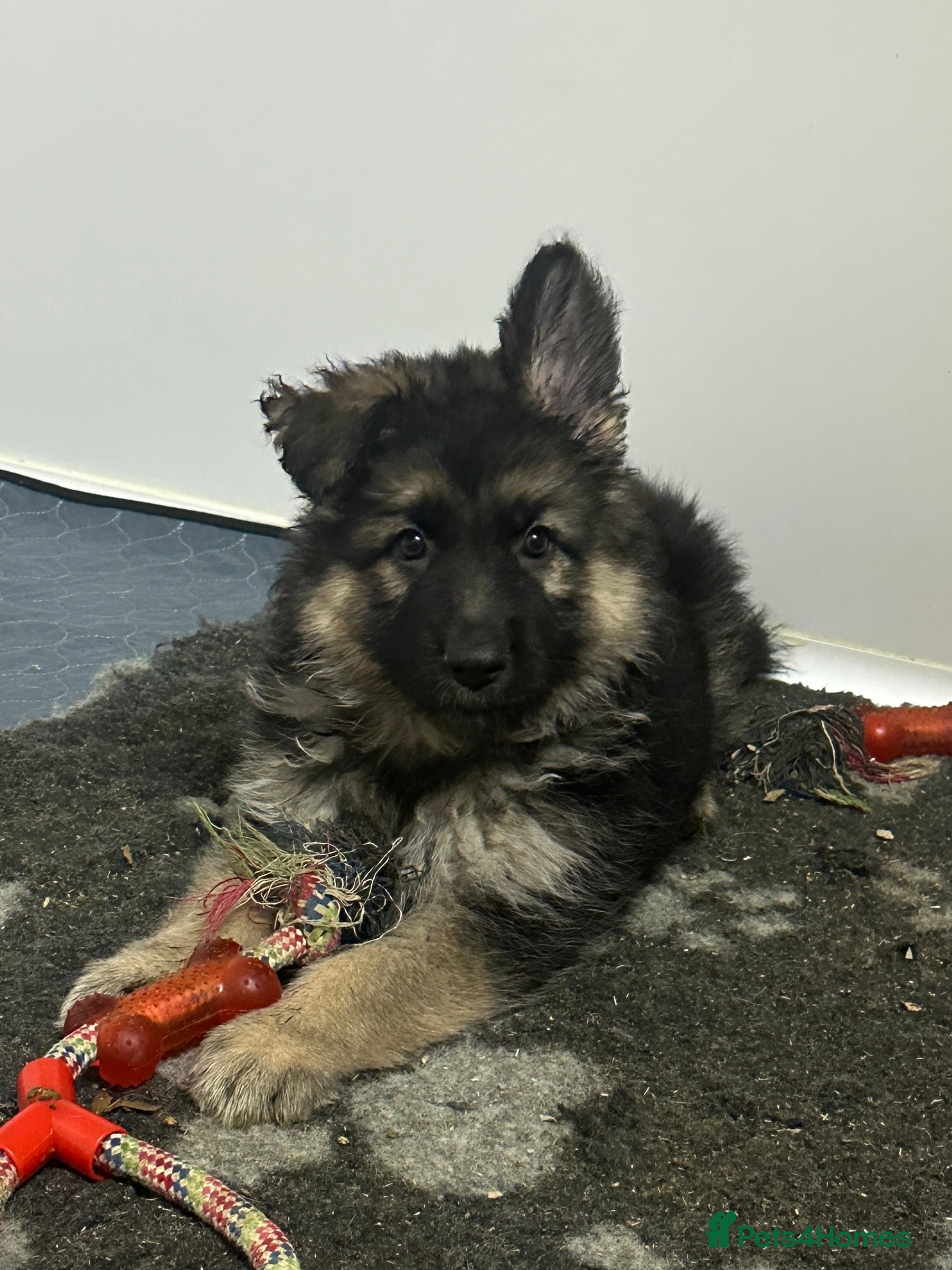 German Shepherd dogs Traditional Long Coat, Straight backed GSD Puppies - Advert 4