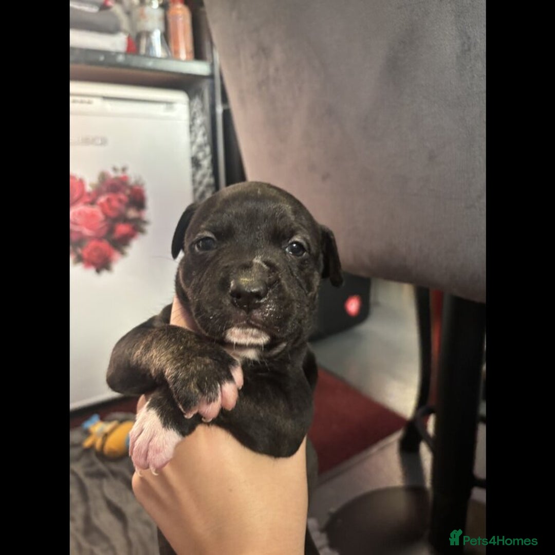Staffordshire Bull Terrier dogs for sale: Outstanding  %100 Health Tested Staffy Puppies - Advert 24