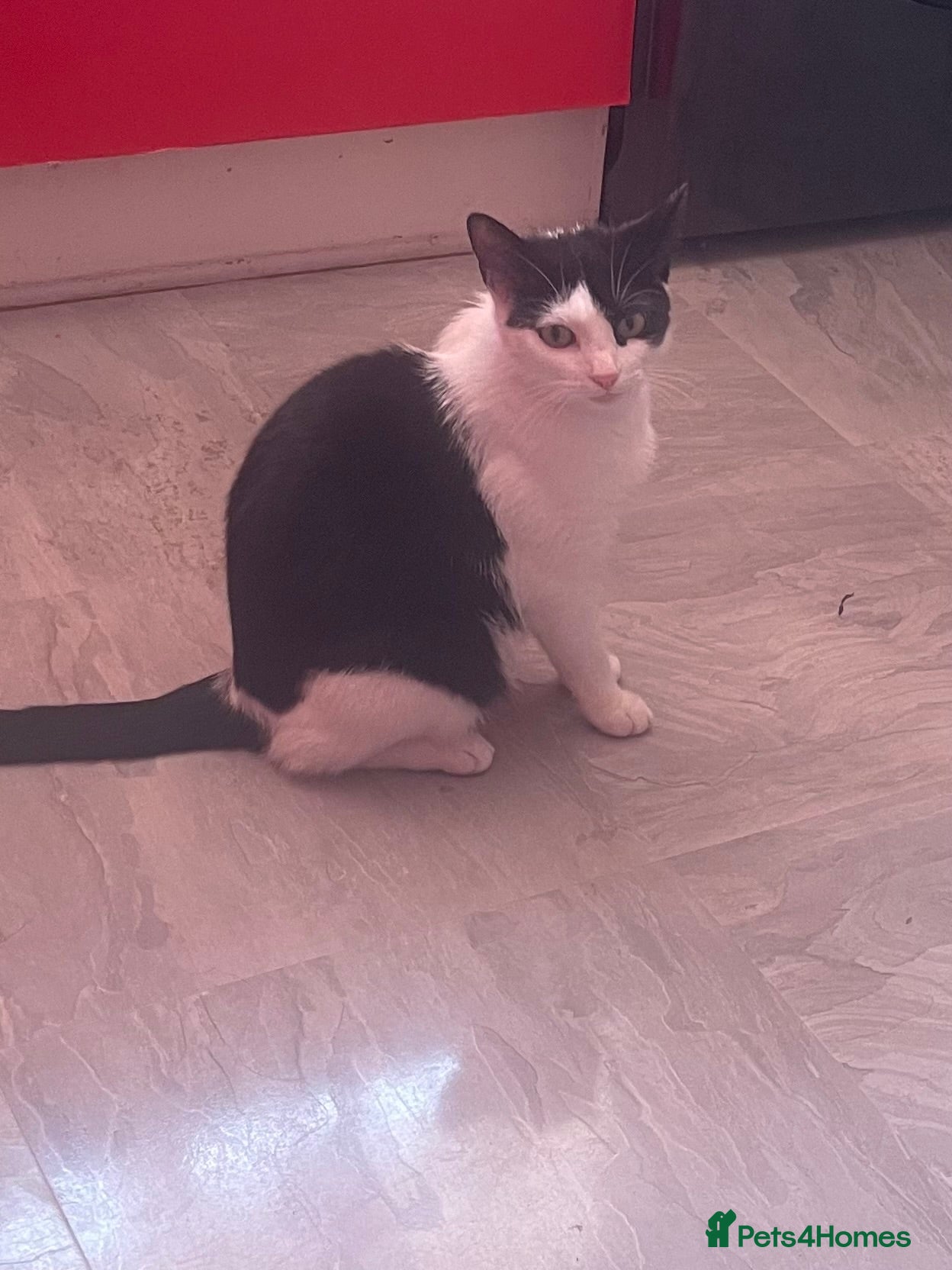 Mixed Breed cats Beautiful kittens for sale  - Advert 3