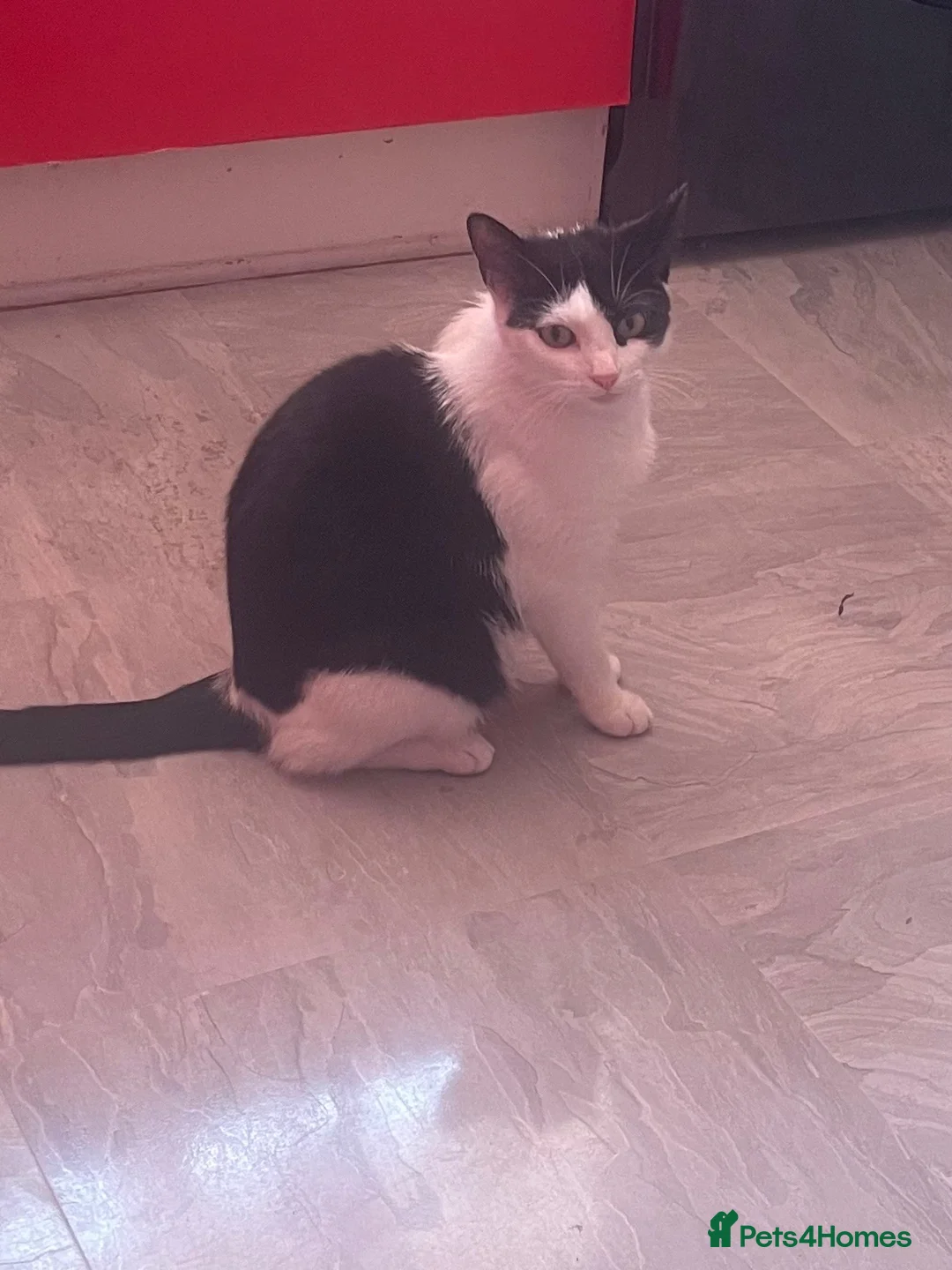 Mixed Breed cats for sale: Beautiful kittens for sale  - Advert 1