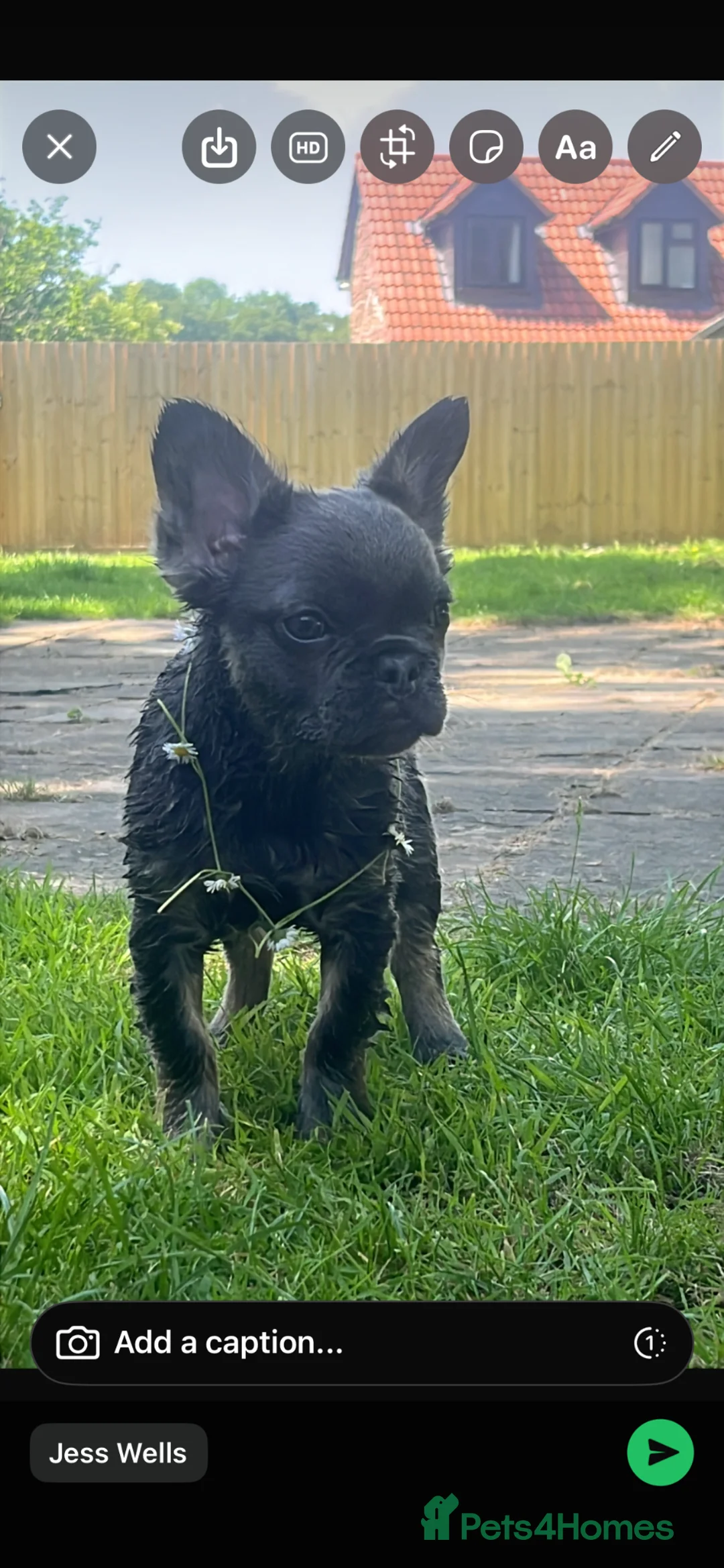 French Bulldog dogs for sale: Beautiful french bulldog - Advert 2