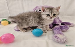 British Shorthair cats for sale: BRITISH SHORTHAIR CHAMPION BLOODLINE - Image 26