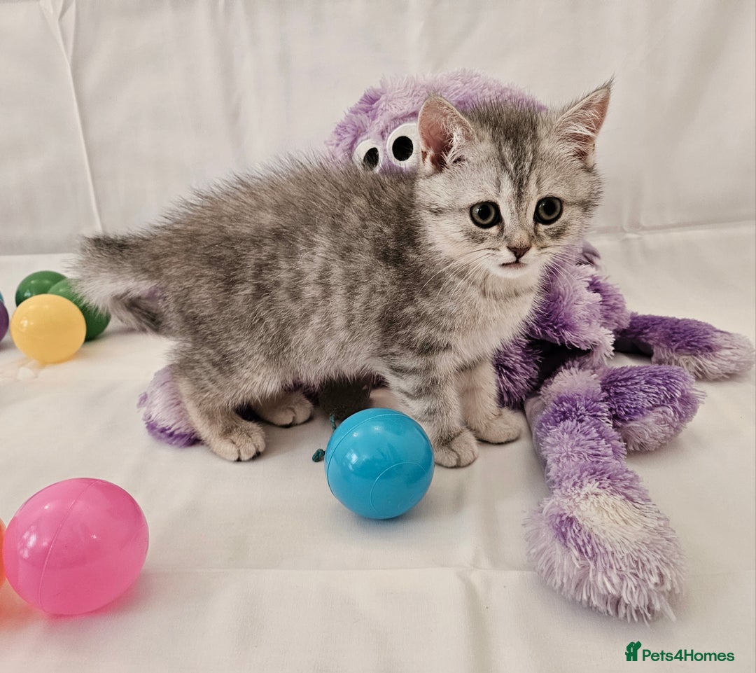 British Shorthair cats for sale: BRITISH SHORTHAIR CHAMPION BLOODLINE - Image 26
