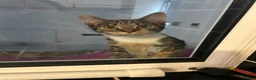 Mixed Breed cats for sale: 7 months old tabby kitten  in Peterborough - Advert 2