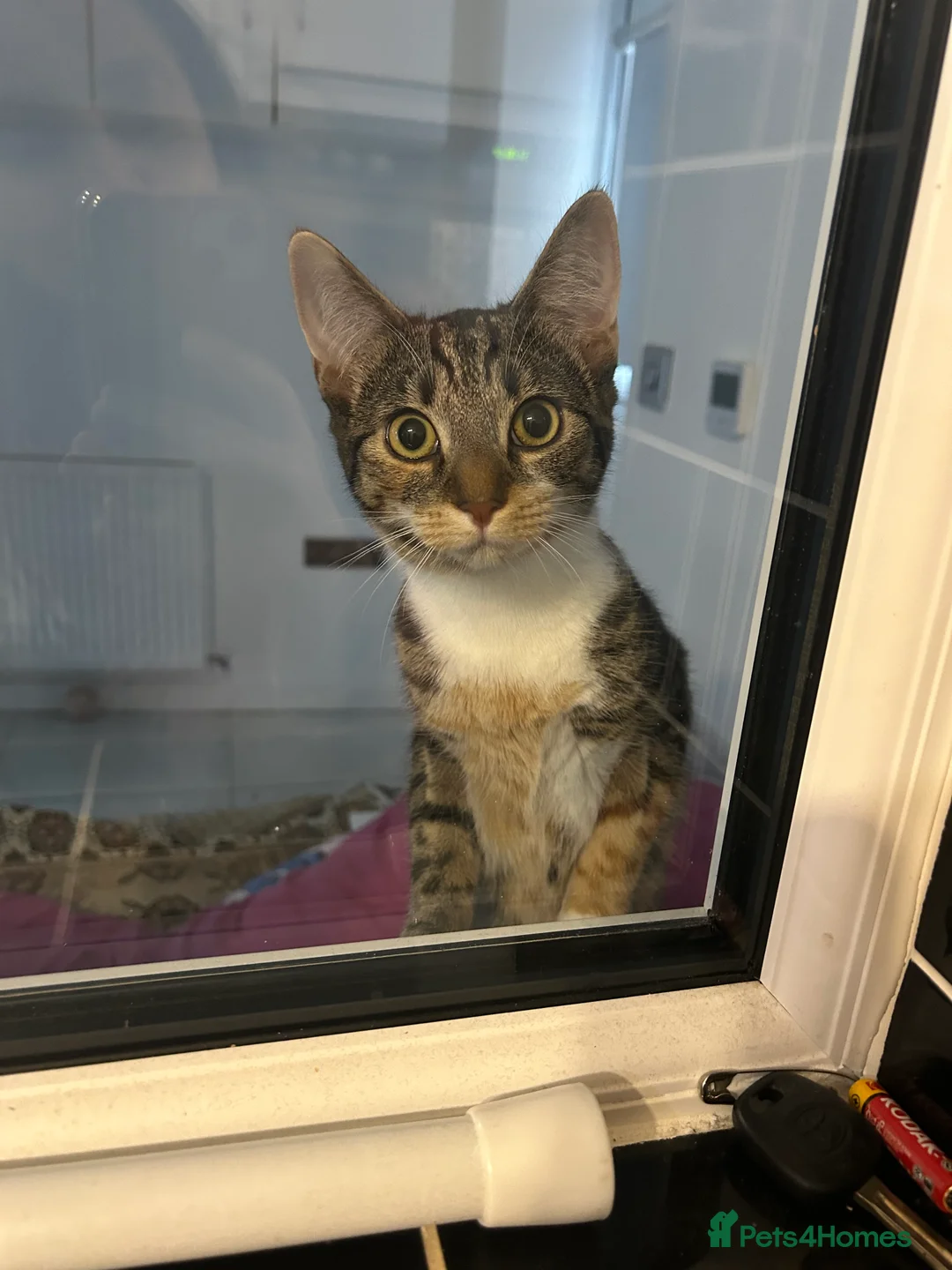 Mixed Breed cats for sale: 7 months old tabby kitten  in Peterborough - Advert 2