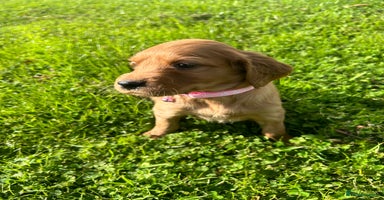 Mixed Breed dogs - Advert 3