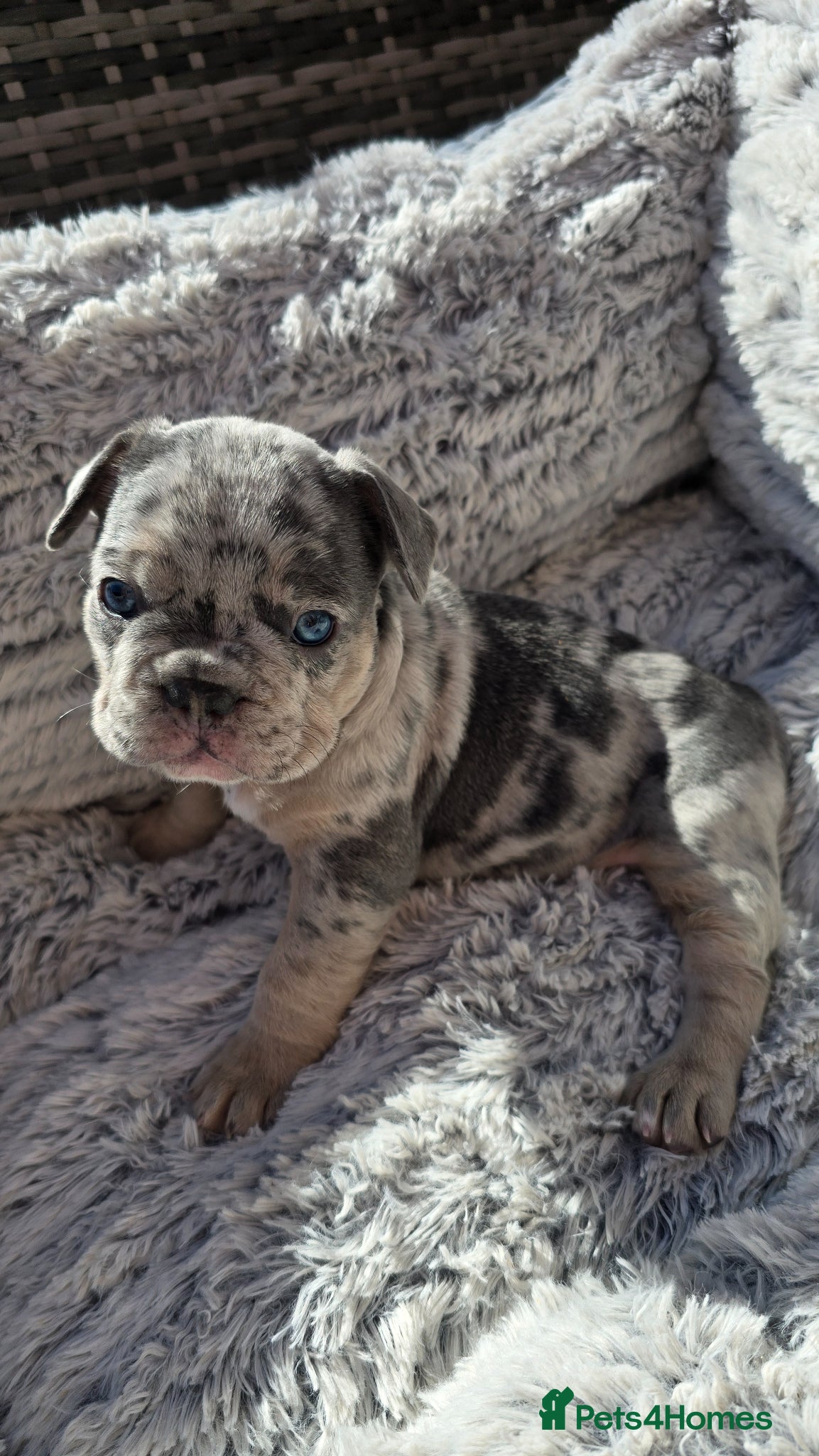 French Bulldog dogs 🔥 Stunning French Bulldog Puppies 🔥 - Advert 15