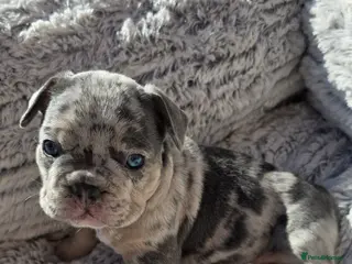 French Bulldog dogs 🔥 Stunning French Bulldog Puppies 🔥 - Advert 15