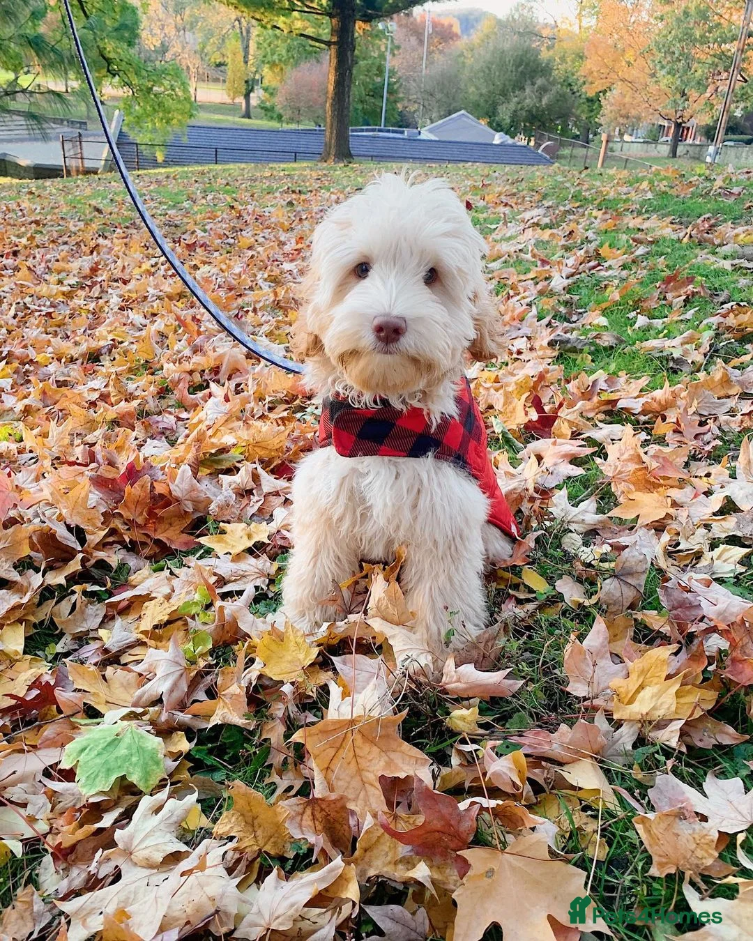 Aussiedoodle dogs for sale: Vinny – Loving Aussie Double Doodle - Advert 4