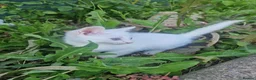 Turkish Angora cats for sale: Beautiful, Healthy-looking Turkish Angora kitten! - Advert 6