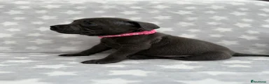 Staffordshire Bull Terrier Pink Collar