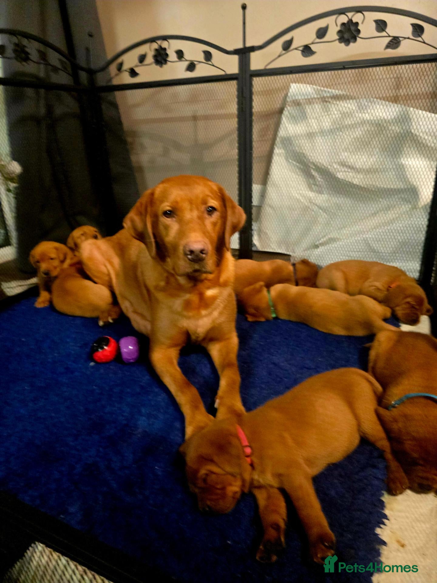 Labrador Retriever dogs for sale: Stunning litter of Fox Red Labrador Retrievers  - Advert 2